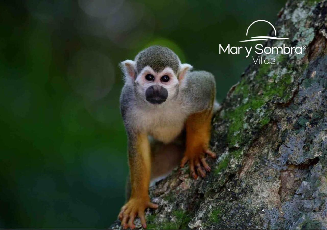 Mar Y Sombra Villas Quepos Eksteriør billede